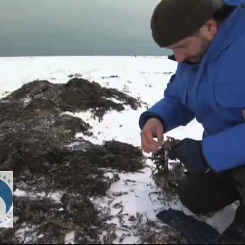 Polar Bears and Global Warming