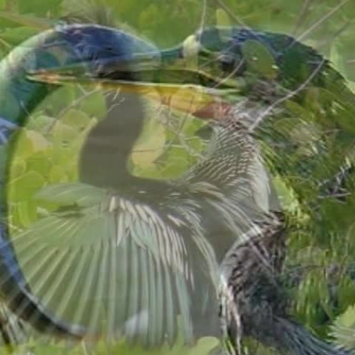 The Anhinga By Jacob and Melina