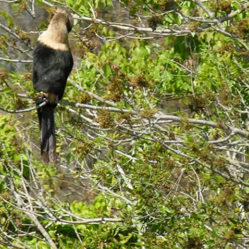 The Anhingas Drought Disaster 
