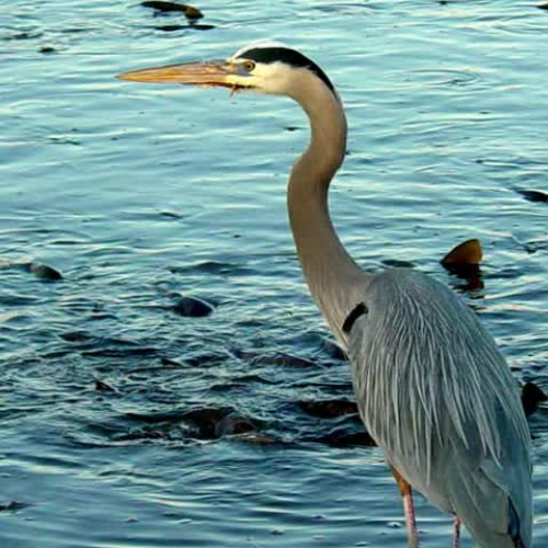 Saving the Blue Heron by Jasmine Ciarah and D