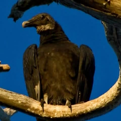 The Turkey Vulture By Callaway and Zoe and Do