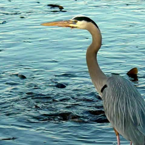The Day That the Heron Did Not Get Food