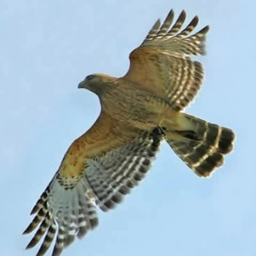 The Hawk Who Got a New Home by Ethan and Will