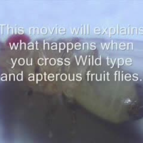 Kayla and Malaya - Fly Movie