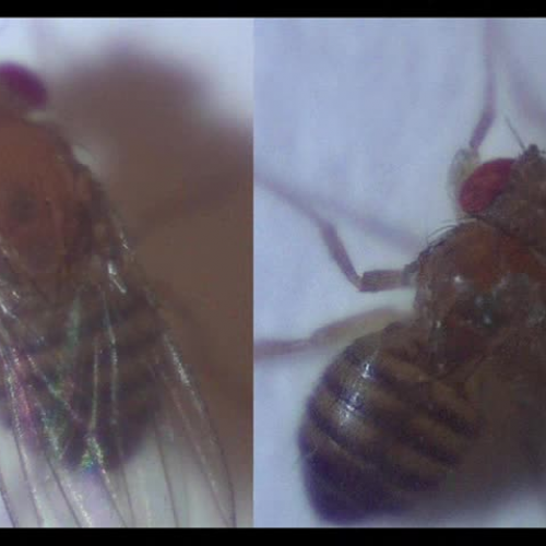 Dalis and Zkhia - Fly Movieq