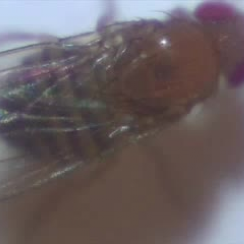 Kate and Hannah - Fly Movie