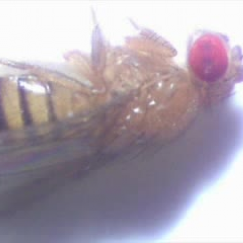 Isaac and Daniel - Fly Movie