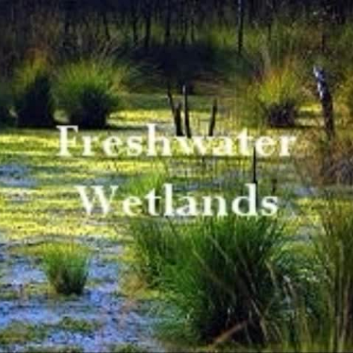 Wetlands