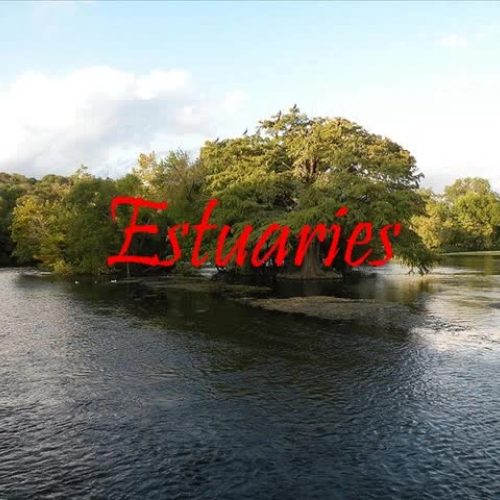 estuaries