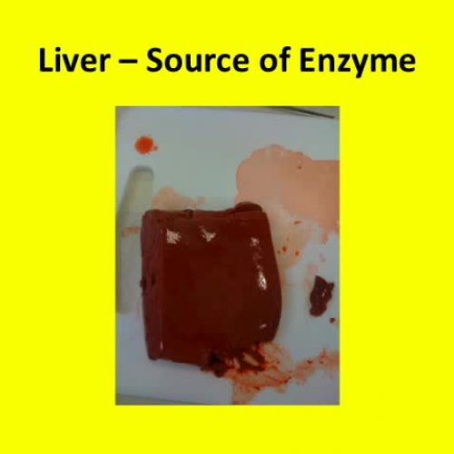 The Activity of Enzymes