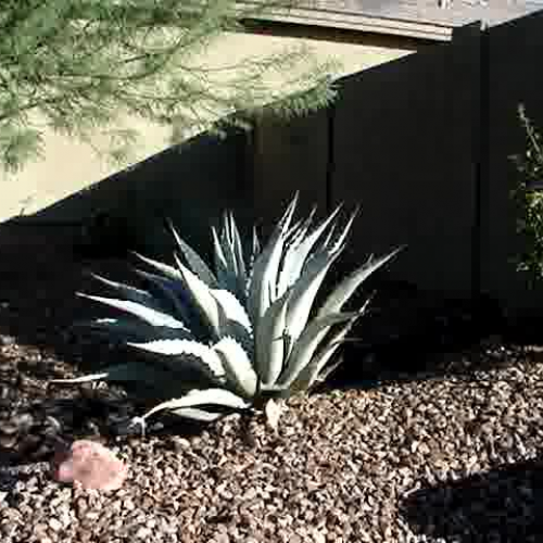 Blue Agave Plant