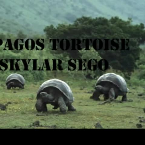Galapagos Tortoise
