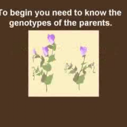 completing and interpreting punnett squares -
