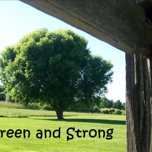 Plant a Tree revised