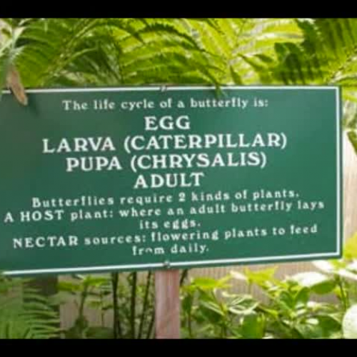 The Life Cycle of  a Butterfly