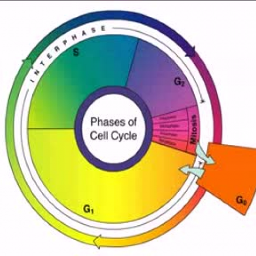 Steps of the Cell Cycle