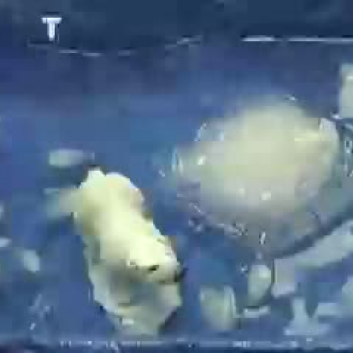 Polar Bear by Tara and Ryan