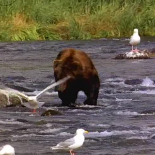 bear habbitat .Good for bear studing