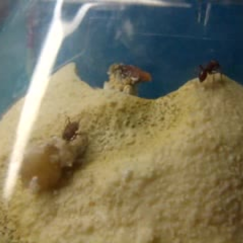 Ants Burying Banana