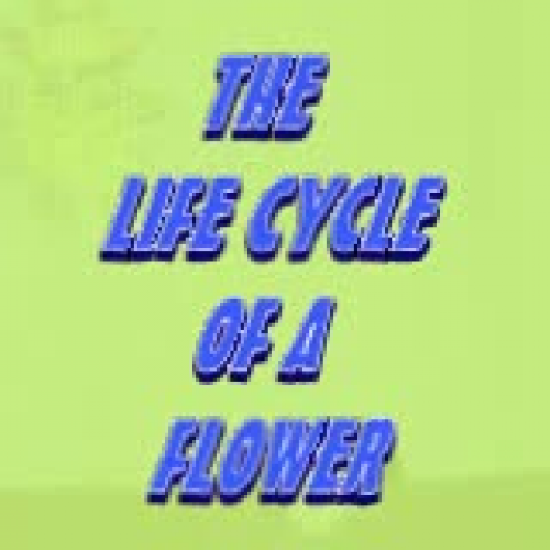 The life cycle of a flower
