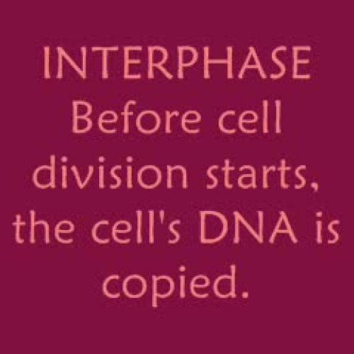 mitosis claymation555