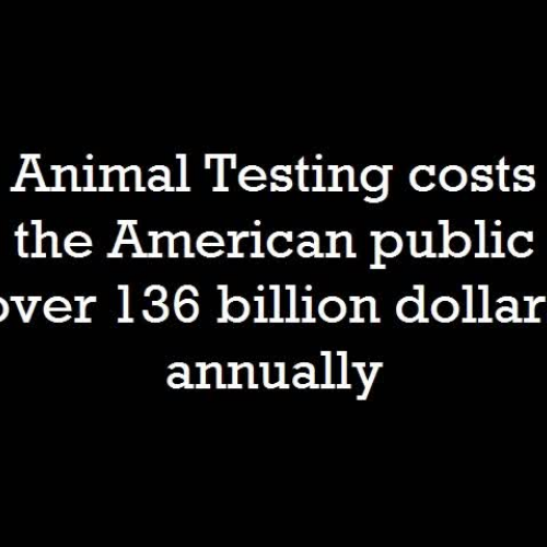 Animal Testing