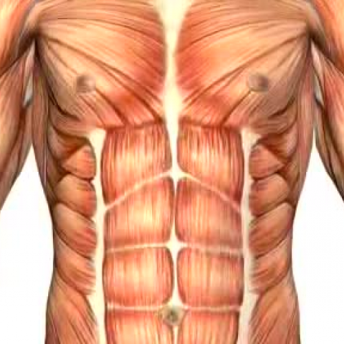 Frankenstein Anatomy Movie