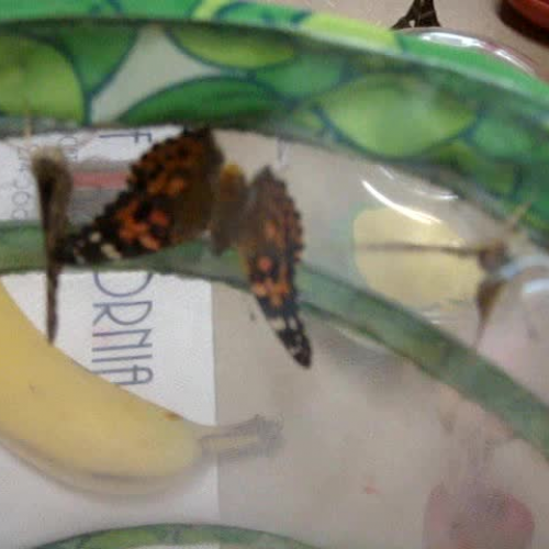 Butterflies 4