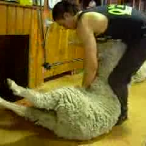 New Zealand Sheep Shearing