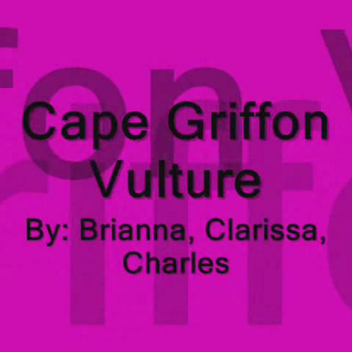 Cape Griffon Vulture