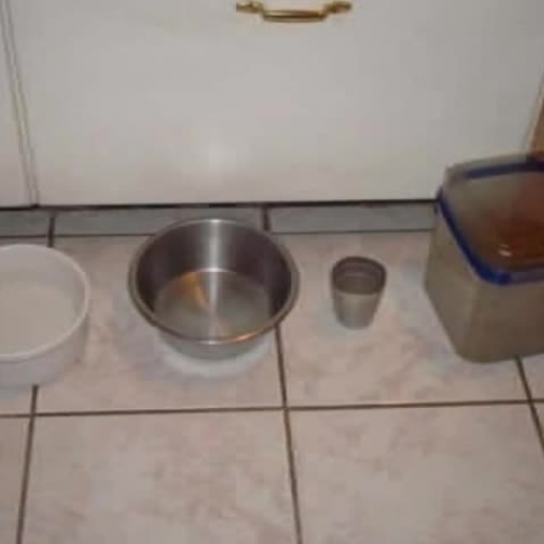 How to Feed Your Dog