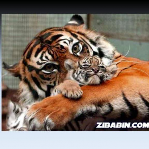 who is the better parent?