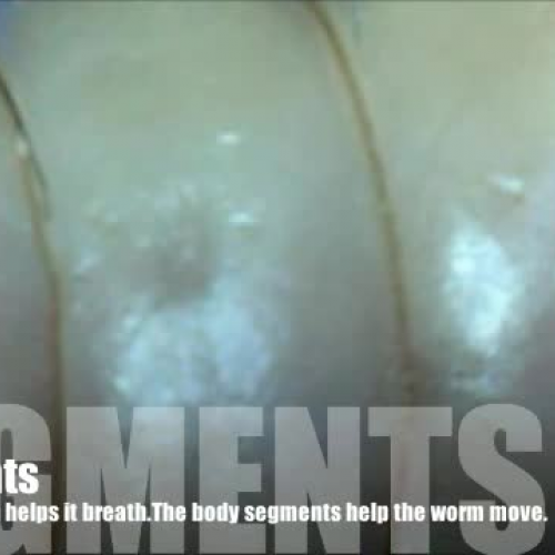 Earthworm Dissecting