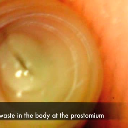 Second Period Earthworm Project