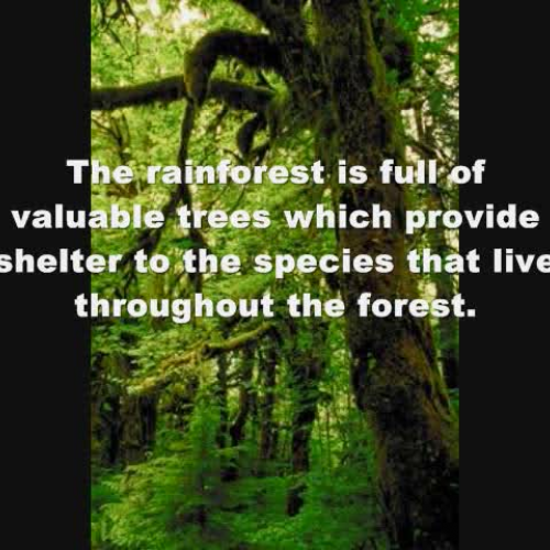 Rainforest Conservation