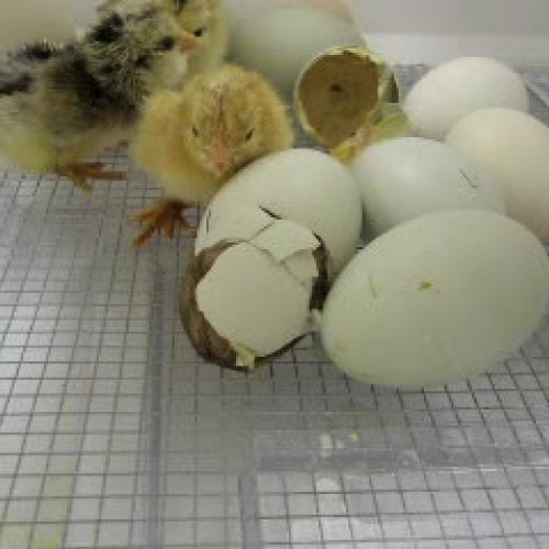 chicken egg hatching