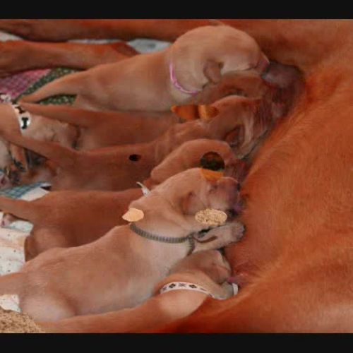 Rivers Puppy Adventure