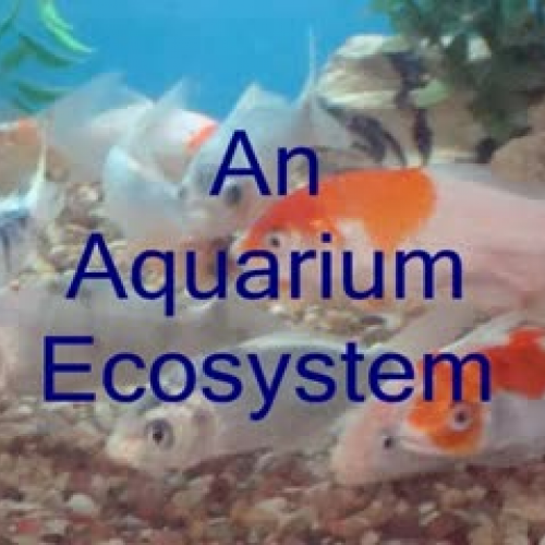 Photostory - Aquarium ecosystem