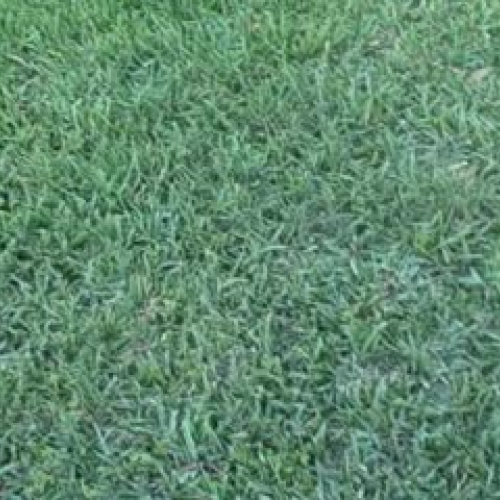 Biology Science fair