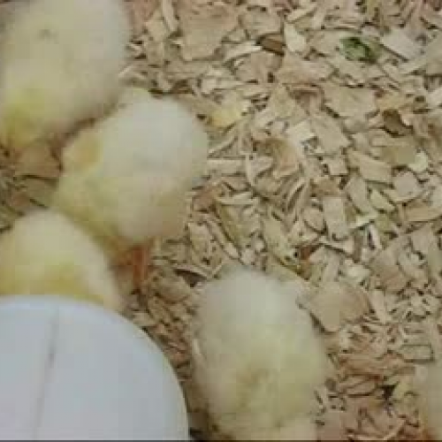 Chicks