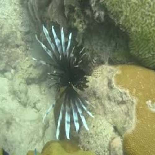 lionfish 3