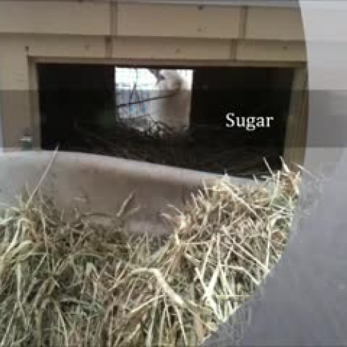 Pasteur's Broth Experiment