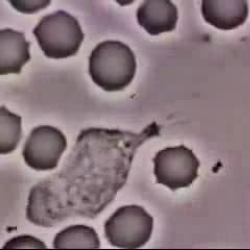 Crawling Neutrophil chasing a bacterium