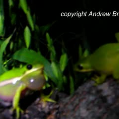 Green Tree Frog Calling