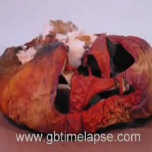 rotting pumpkin