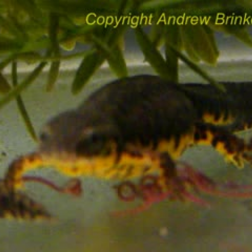 Black-spotted Newts!