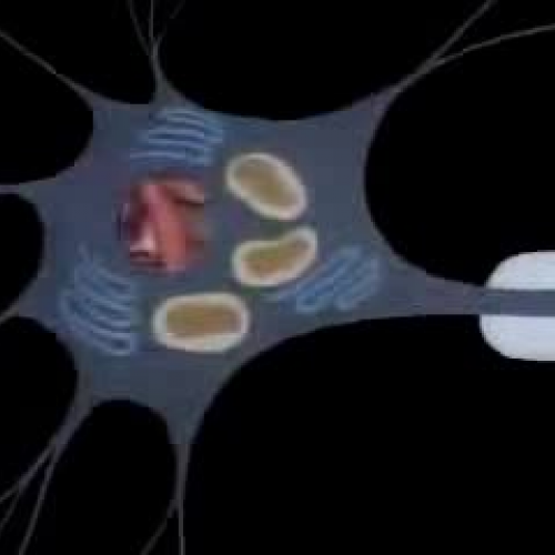 Edit 202 Sample Video