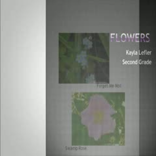 The Parts of a Flower