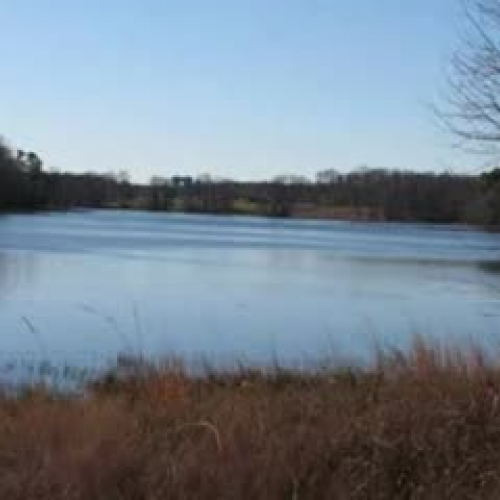 Why the Deer has no Gall