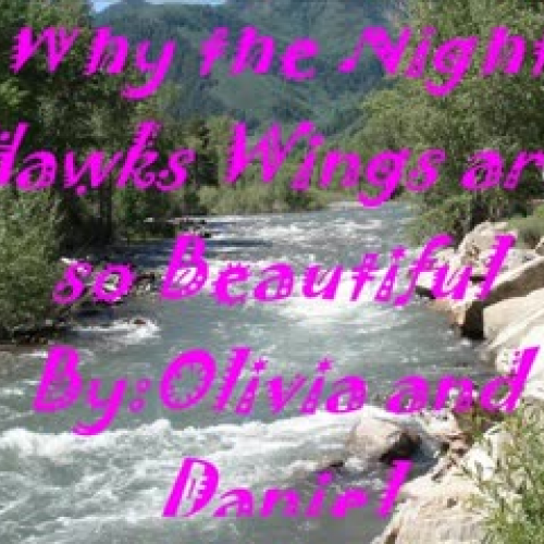 Why the Night Hawks WIngs are so Beautiful